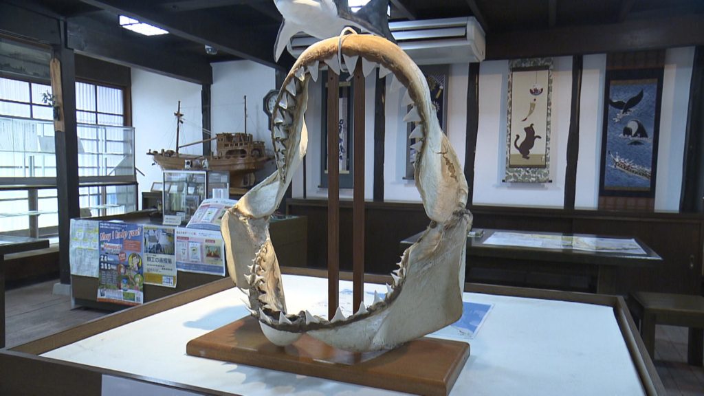 光ふるさと郷土館・休憩室の和室では、捕獲されたホホジロザメの模型が