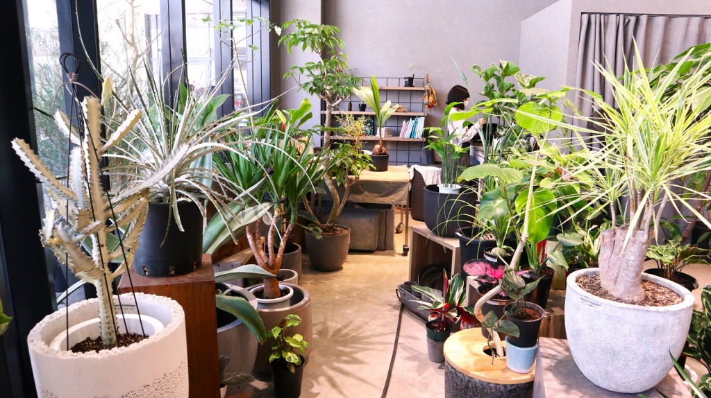 デッキパークにある観葉植物専門店「MOSS」に入ってみました