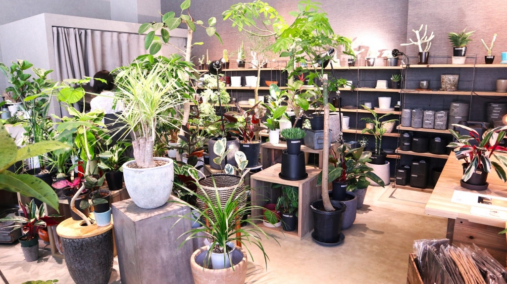 デッキパークにある観葉植物専門店「MOSS」に入ってみました