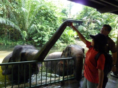 シンガポール動物園象への餌付け