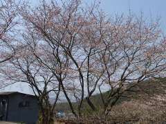 お花見18桜