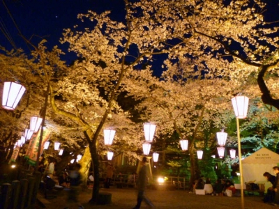 夜の桜