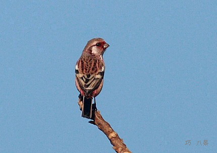 アカマシコ?