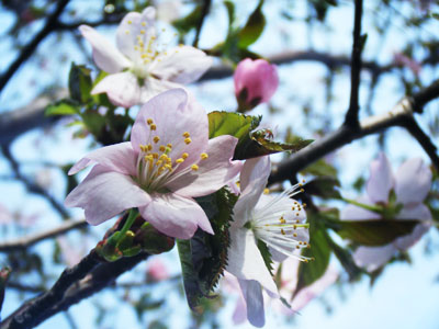 桜