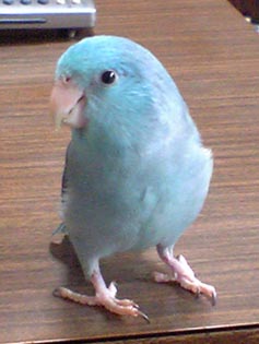 マメルリハ