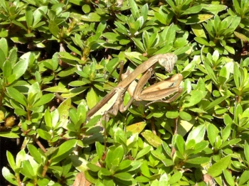 カマキリおった