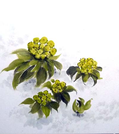 水墨画 蕗の薹