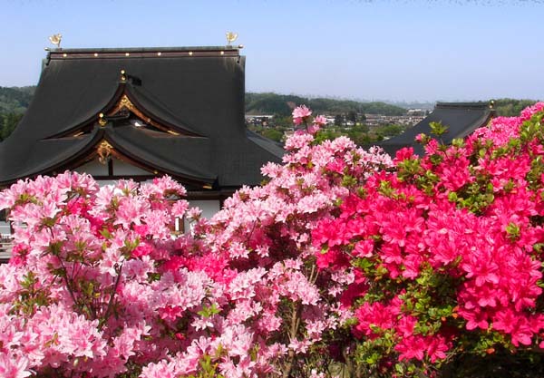 牡丹と花盛り 【公式通販】
