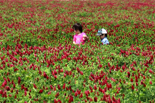 ストロベリーキャンドル畑 河北潟にいちごがいっぱい ガンタロー旅日記