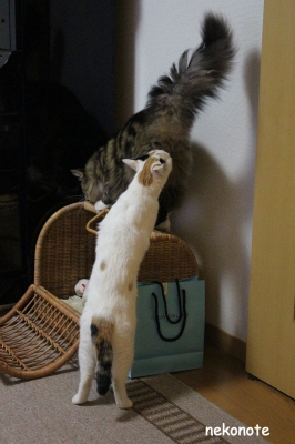 臭いチェック