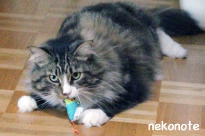 歯磨きネズミをかじるkoo