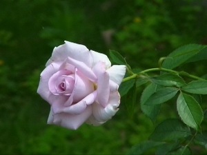青い薔薇
