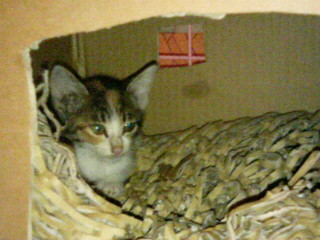 20070725221656.jpg