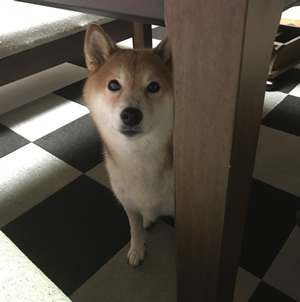 愛犬の一生を通して 飼い主と愛犬が笑顔で生活を送るために トレーニング実践 パピートレーニング編 Part3 Wan One わんだふる
