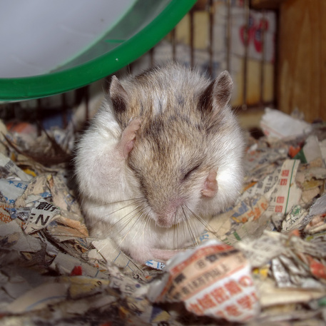 chinese dwarf hamster 131131