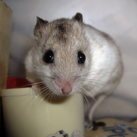 chinese dwarf hamster 1312221
