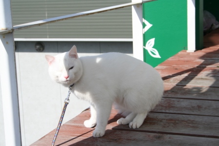 よなごびよういん
