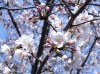 さくら2010