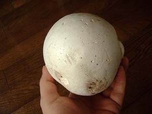 onihusube100703-1.JPG