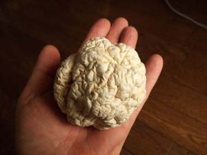 onihusube100703-3.JPG