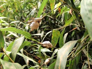 akadango2-4.JPG