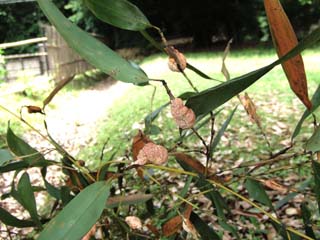 akadango2-5.JPG