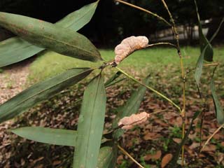 akadango2-6.JPG