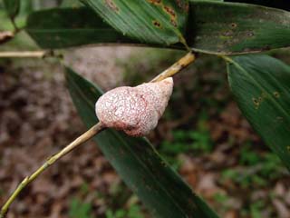 akadango2-8.JPG