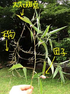 akadango-tengusu2.jpg