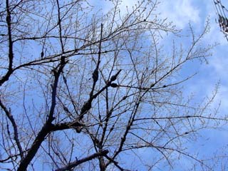 kobu-sakura-1.JPG
