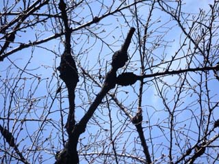 kobu-sakura-2.JPG