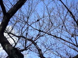 kobu-sakura-3.JPG