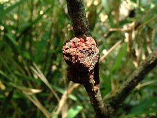 kobu-sakura-5.JPG