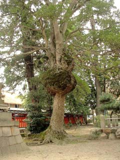 kobu-soyogo-1.JPG