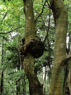 kobu-soyogo-3.JPG