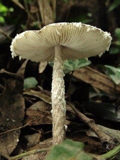 Tiramisu-frill-4.JPG