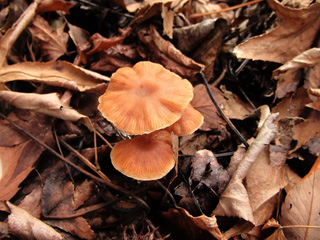 fuunomi-3.JPG