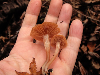 fuunomi-4.JPG
