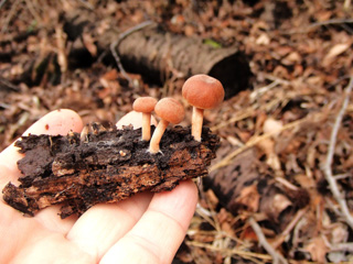 fuunomi-5.JPG