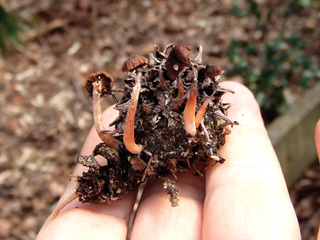 fuunomi-6.JPG