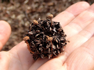 fuunomi-7.JPG