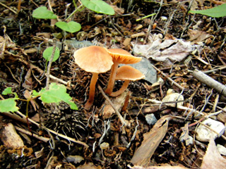 fuunomi-8.JPG