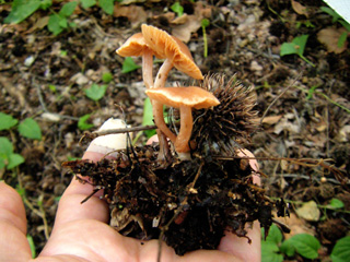 fuunomi-9.JPG