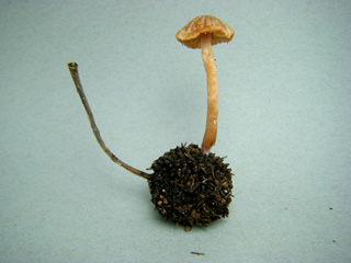 fuunomi-10.JPG