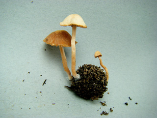 fuunomi-11.JPG