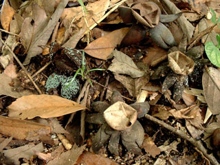tsuchiguri-4.JPG