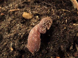Hypomyces-1.JPG
