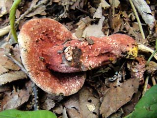 Hypomyces-4.JPG