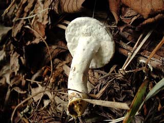 Sepe-S070813-2.JPG
