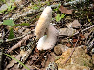 budouniga-sepe-3.JPG